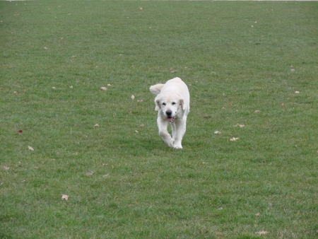 coming white dog on greener meadowの写真素材