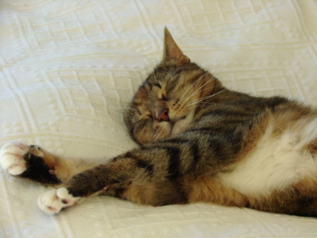 deep brown tabby cat sleeping relaxedの写真素材