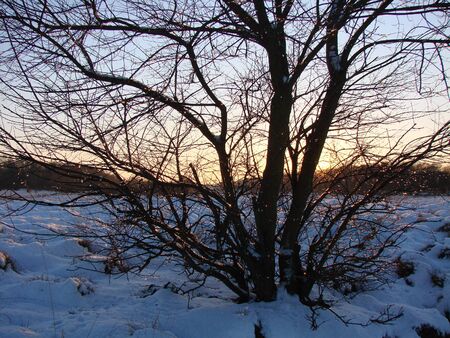tree without leaves in winter, and in the morning horizonの写真素材