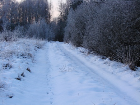 added schneiter forest and hoarfrost on the baeumeの写真素材