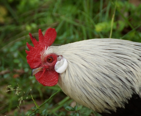 rooster feathers with whiteの写真素材