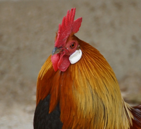 proud roosterの写真素材