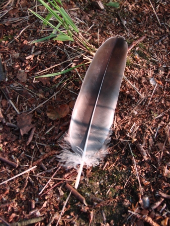 feather of a bird on the forest floorの写真素材