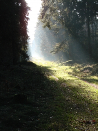 sunbeam in the forest, mistの写真素材