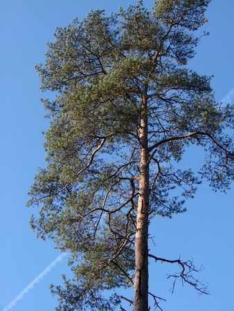 high mast tree, pine treeの写真素材
