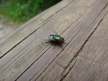 fly on wooden beamsの写真素材