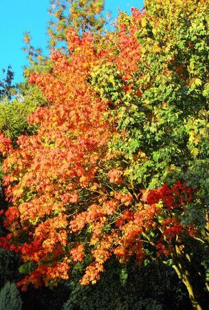 trees in autumnの写真素材