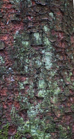 bark with resin - pineの写真素材