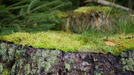 old tree trunk with mossの写真素材