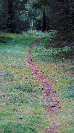 path in forestの写真素材