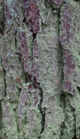 patternの写真素材