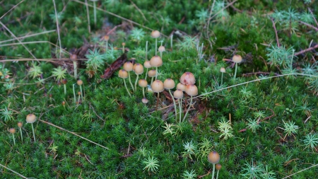 forest floor with small mushrooms - background