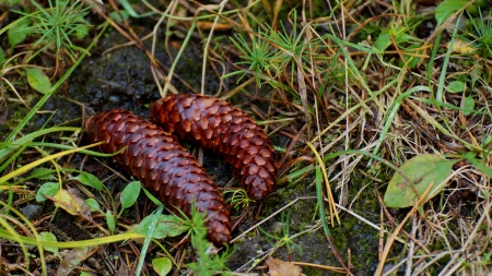 pinecone - fir cone