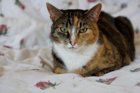 tired catの写真素材