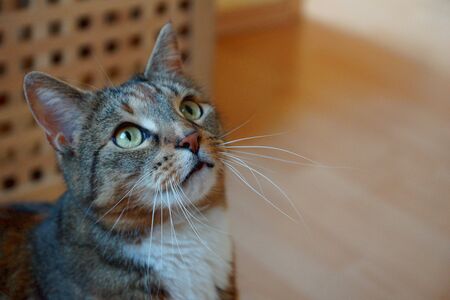 cute curious catの写真素材