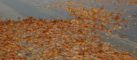 leaves on the road - autumnの写真素材