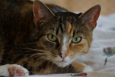 cat with green eyesの写真素材