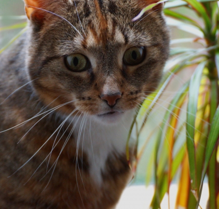 cat - curious and focusedの写真素材