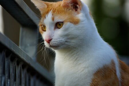 cat is closely monitoringの写真素材