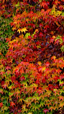 autumn leaves wild wine