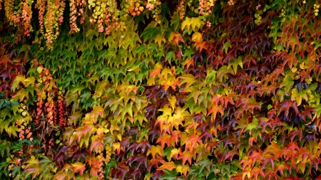 background - autumnの写真素材