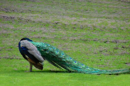 peacock bird sleepの写真素材