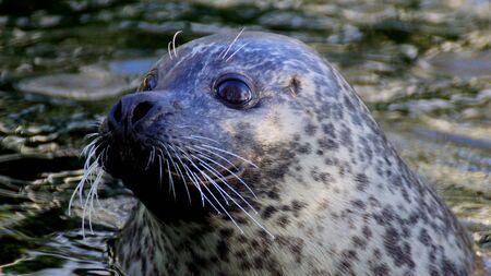 Seal Phoca vitulinaの写真素材