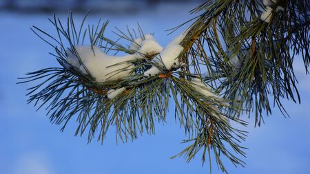 background winterの写真素材