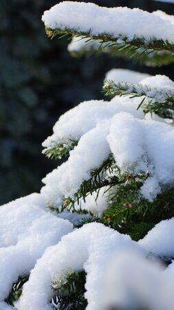 fir tree and snowの写真素材