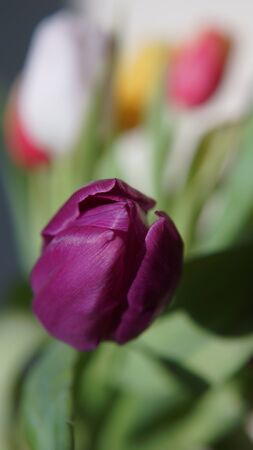 purple flower tulipの写真素材