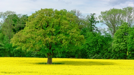 large old oak and yellow flowering rapeseed fieldの写真素材
