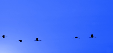 blue sky and flying birdsの写真素材