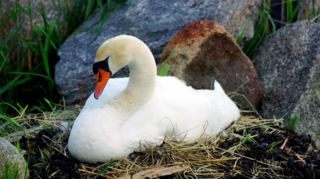 swan sitting in the nest and incubates eggsの写真素材