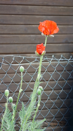 red moon in the morning sun - flowers - gardenの写真素材