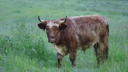 Young bull - Taurusの写真素材