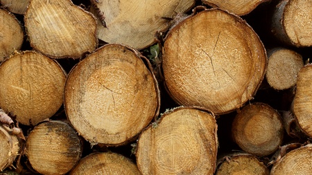 holzbalken - frontal view - raw woodの写真素材