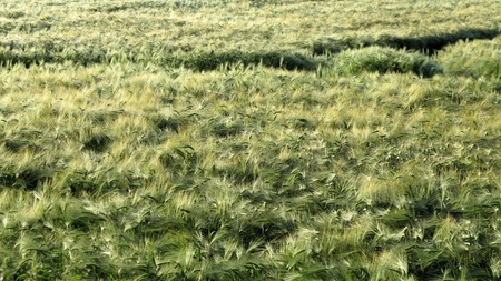 cornfield - backgroundの写真素材