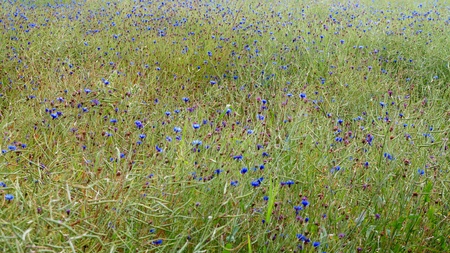cornflowers in rape fieldの写真素材