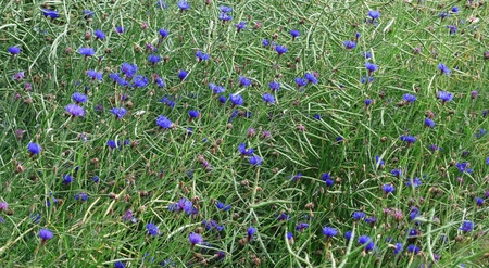 blue cornflowers and rape fieldの写真素材