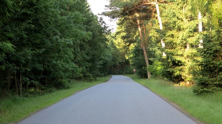 away in the forest - in the morningの写真素材