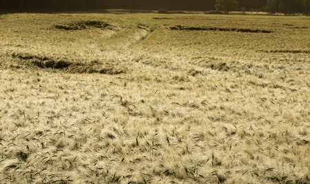 cornfield - summer - backgroundの写真素材