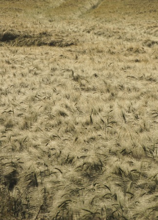 grain ready for the harvestの写真素材