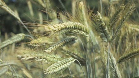 ripe grain fieldの写真素材