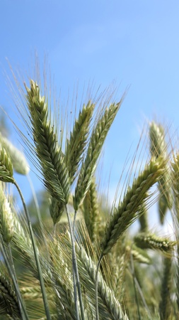 cornfield - cerealsの写真素材