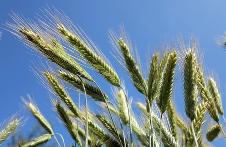 beautiful cerealsの写真素材