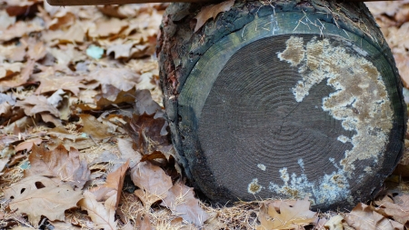 autumn leaves and tree