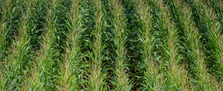 beautiful green maize fieldの写真素材