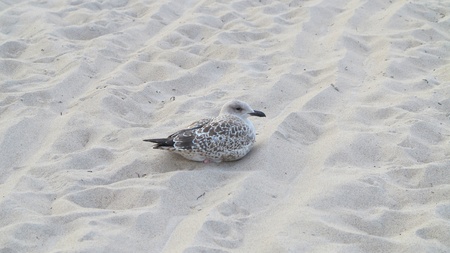 young gullの写真素材