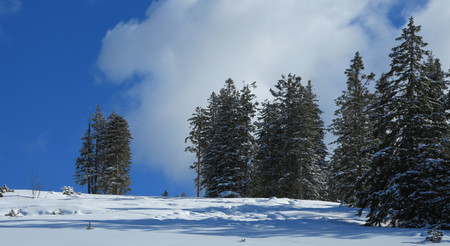 winter and snow and fir treesの写真素材