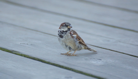 sweet little sparrowの写真素材